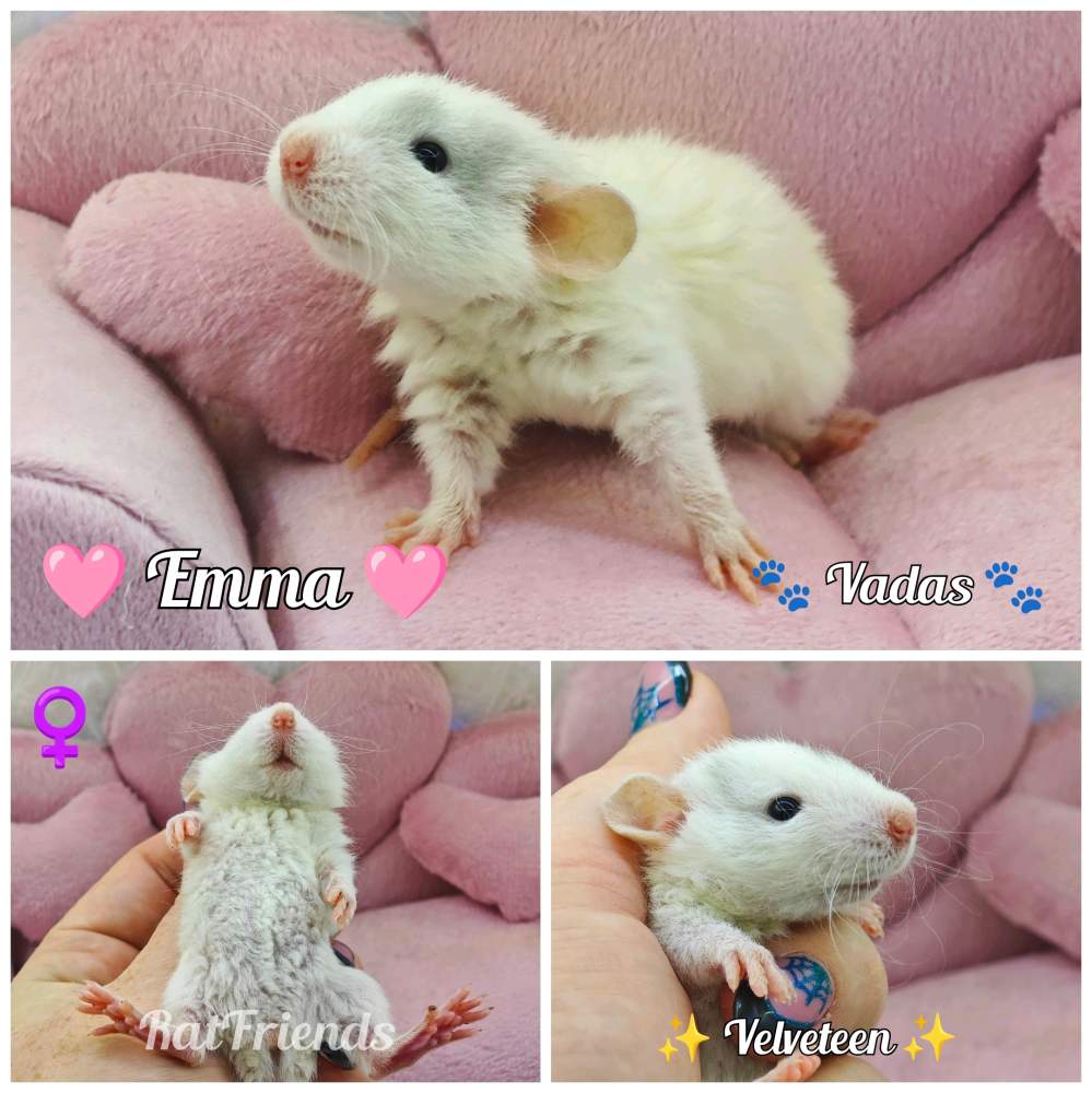 Fancy rat Available for rehoming Rattus norvegicus 