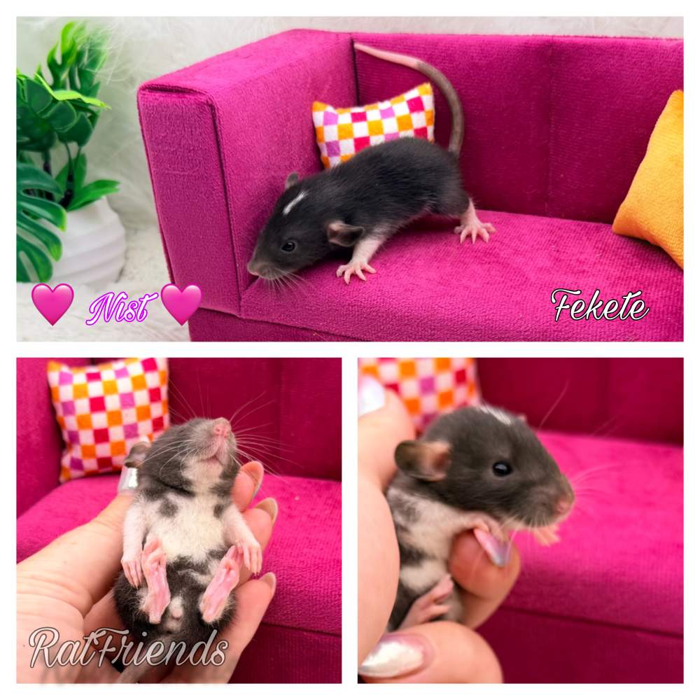 Fancy rat Available for rehoming Rattus norvegicus 