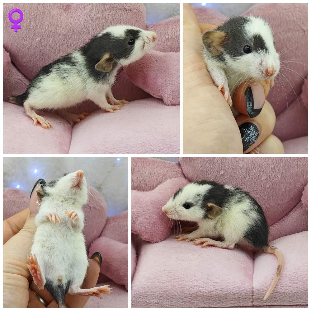 Fancy rat Owned by other Rattus norvegicus 
