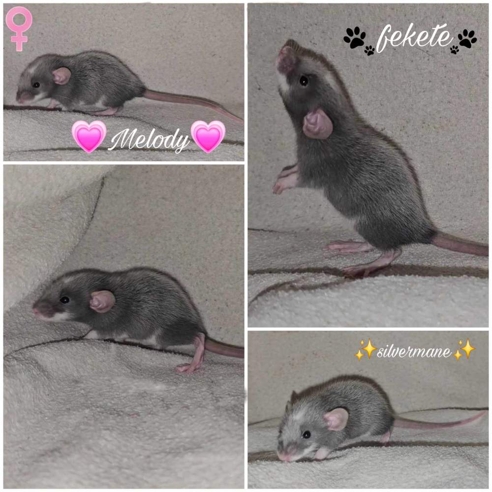 Fancy rat Owned by other Rattus norvegicus 