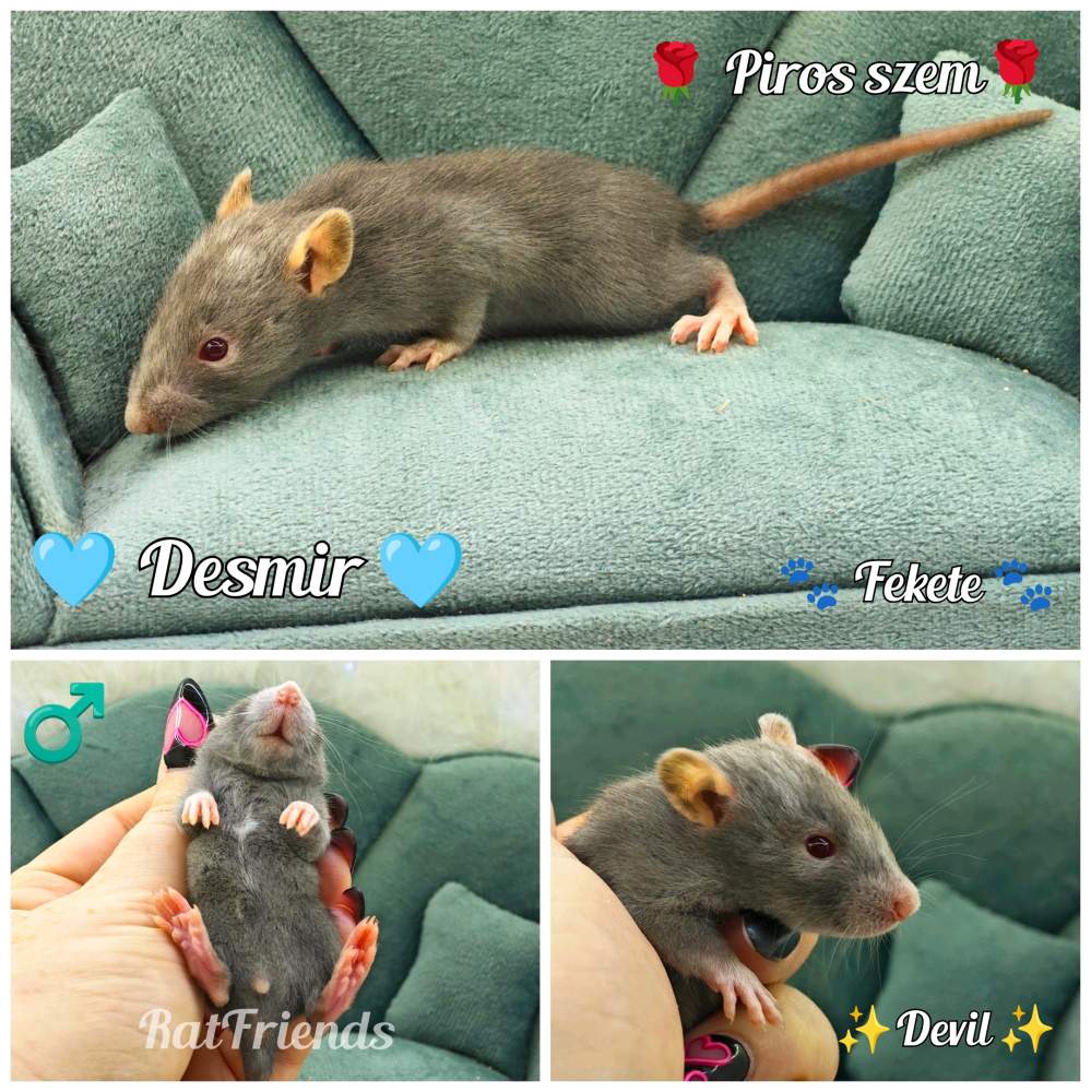 Fancy rat Breeder Rattus norvegicus 