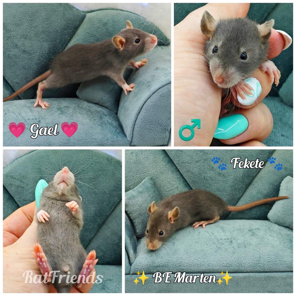 Fancy rat Owned by other Rattus norvegicus 