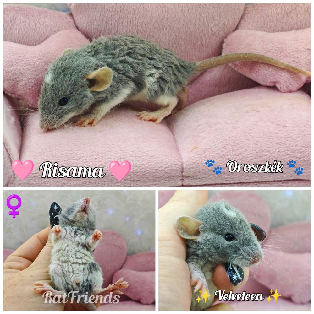 Fancy rat Available for rehoming Rattus norvegicus 