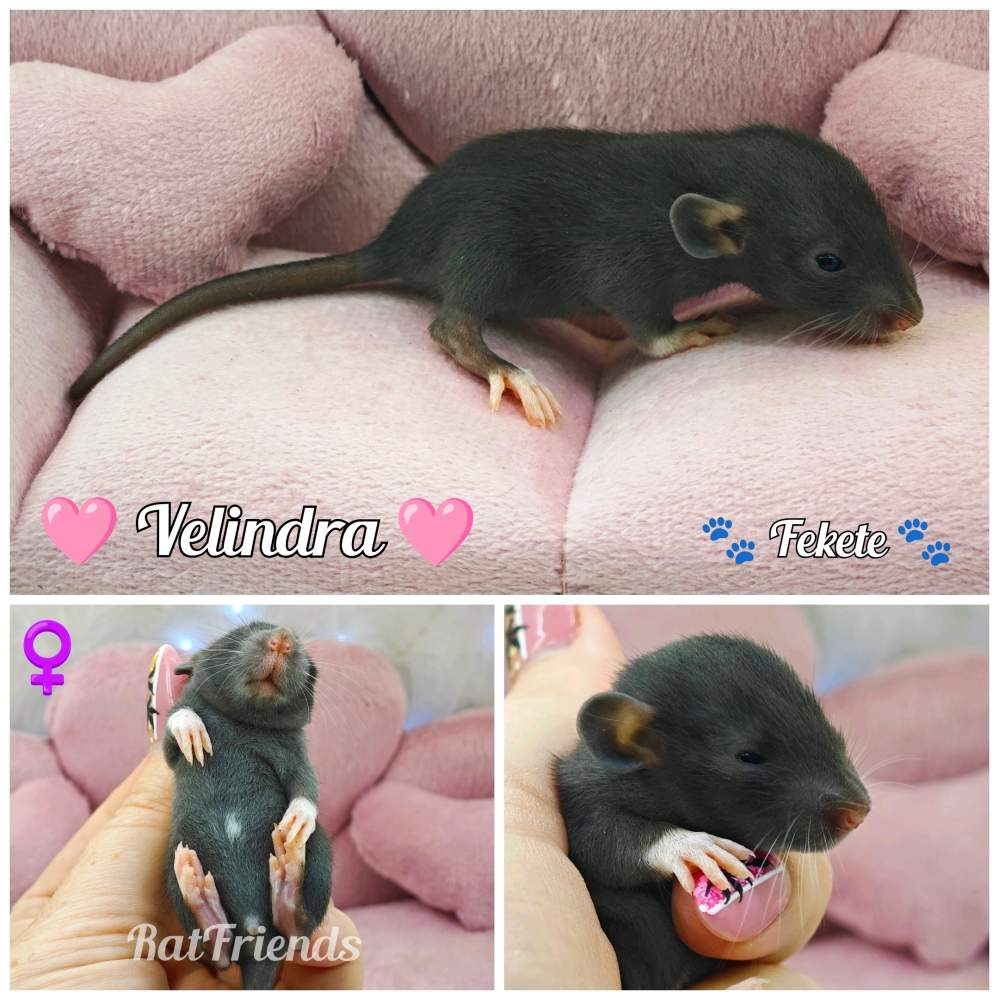 Fancy rat Available for rehoming Rattus norvegicus 