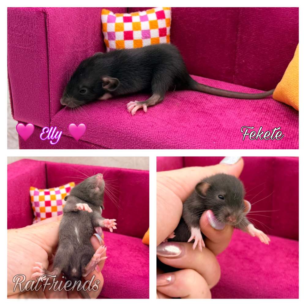 Fancy rat Breeder Rattus norvegicus 