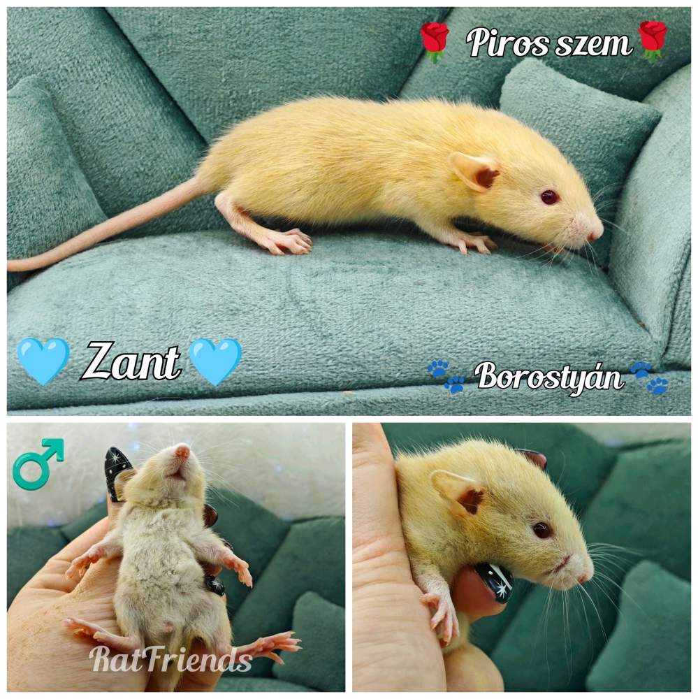 Fancy rat Available for rehoming Rattus norvegicus 