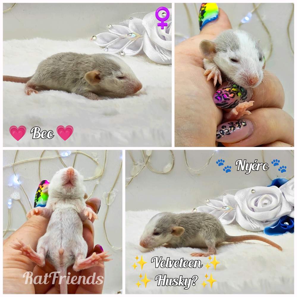 Fancy rat Owned by other Rattus norvegicus 