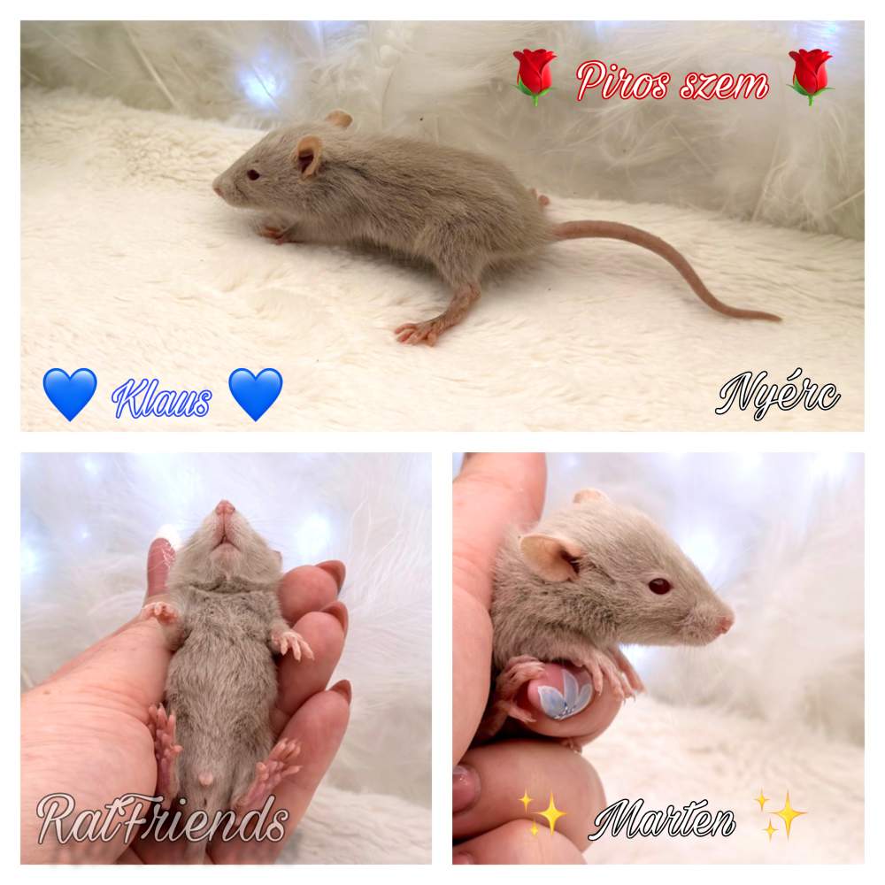 Fancy rat Available for rehoming Rattus norvegicus 