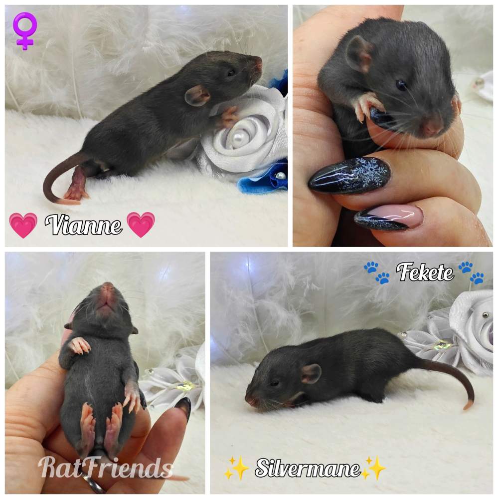 Fancy rat Owned by other Rattus norvegicus 