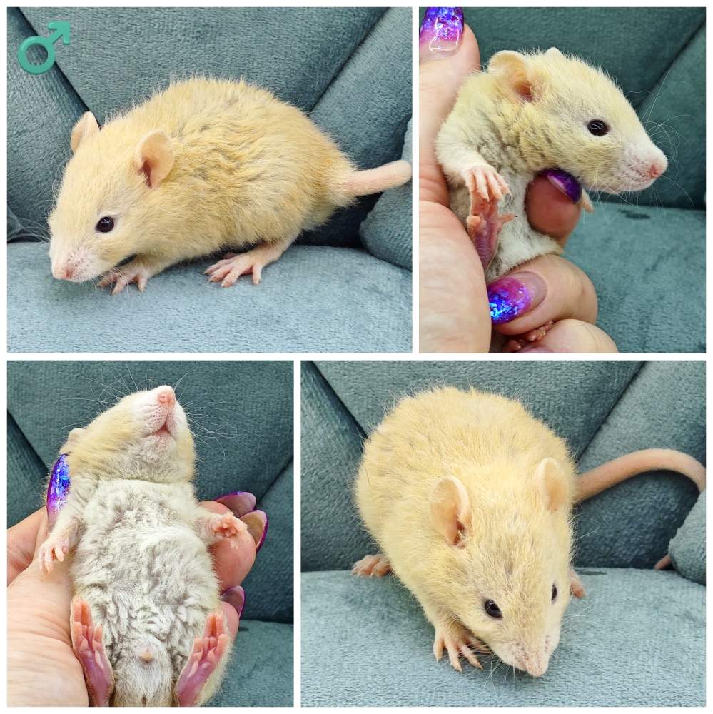 Fancy rat Owned by other Rattus norvegicus 