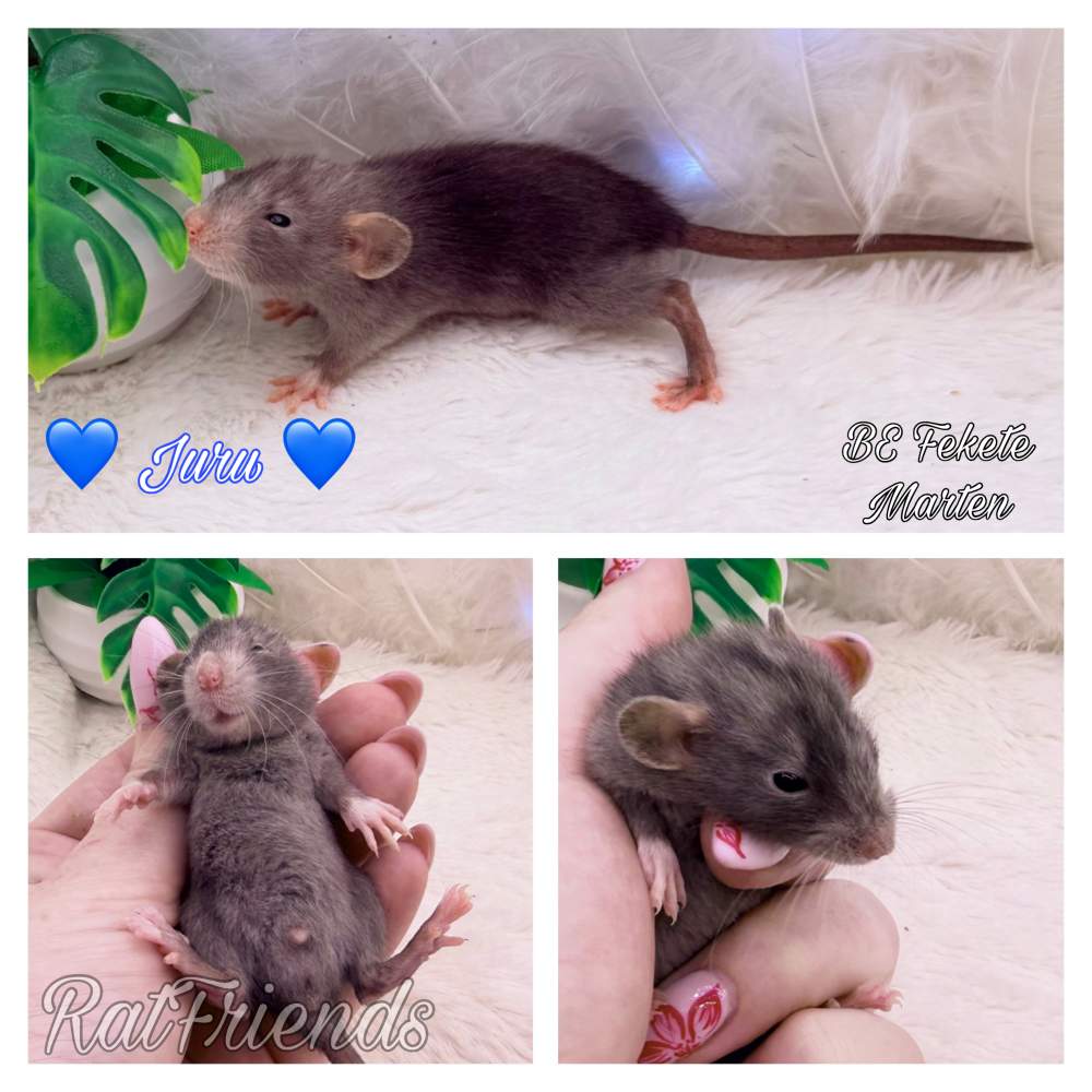 Fancy rat Available for rehoming Rattus norvegicus 