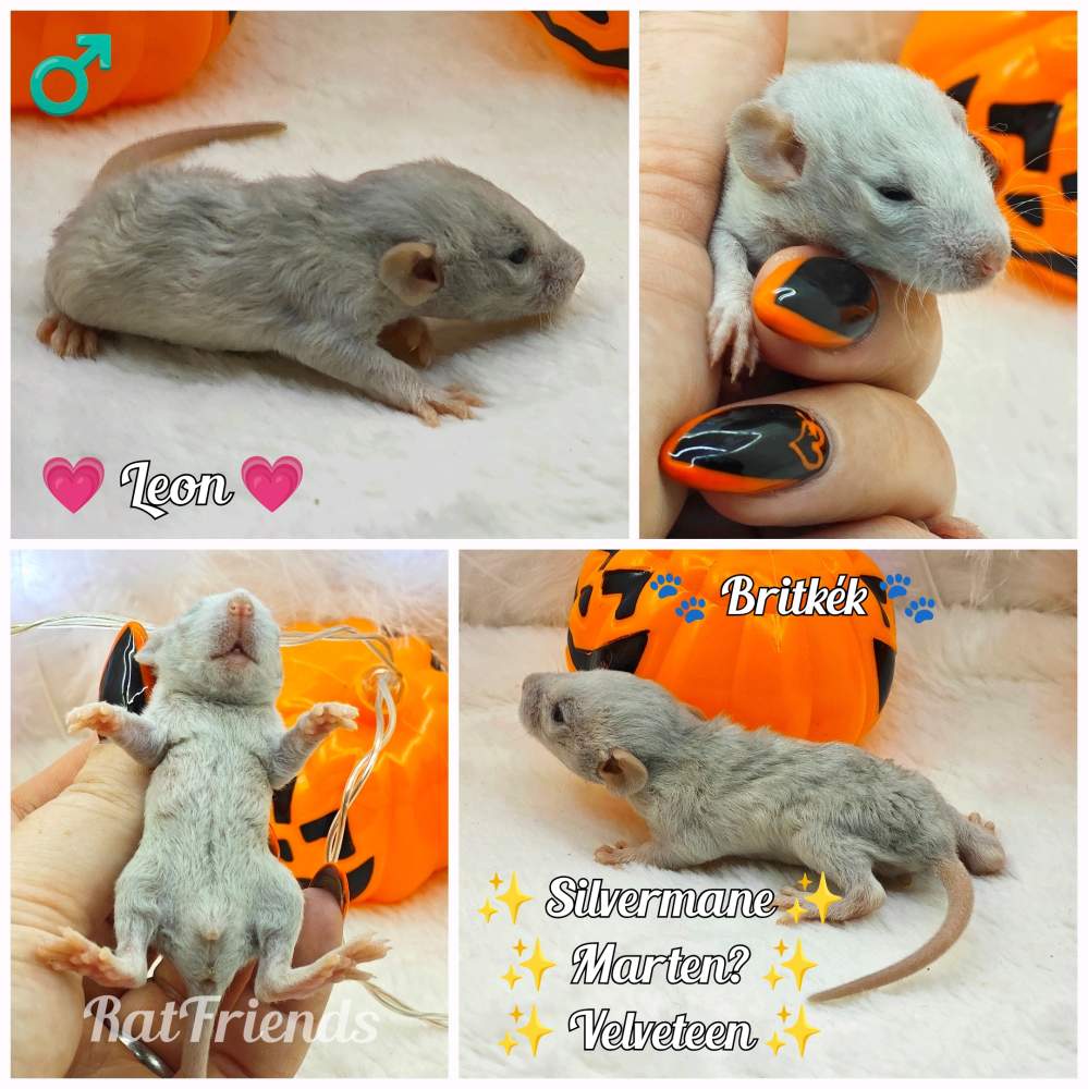 Fancy rat Owned by other Rattus norvegicus 