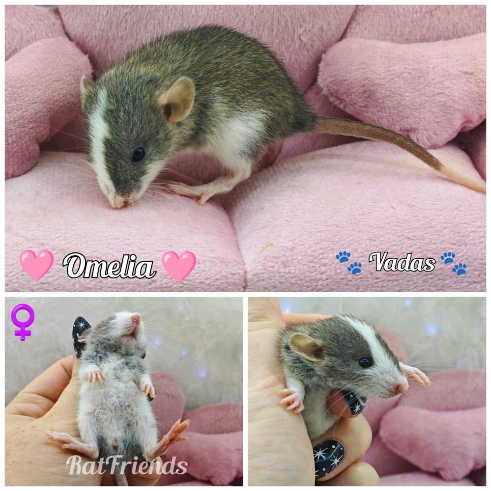 Fancy rat Available for rehoming Rattus norvegicus 