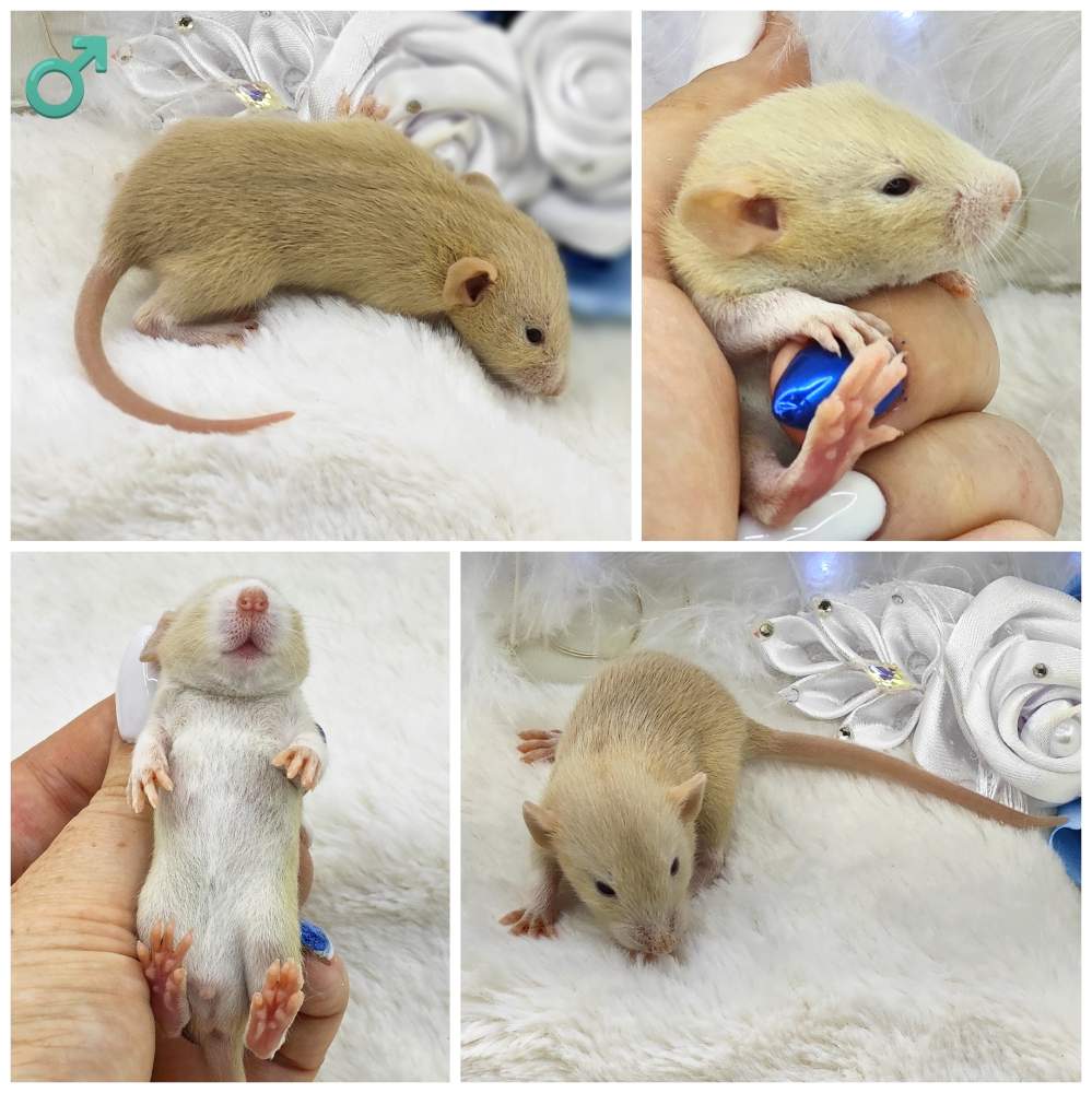 Fancy rat Breeder Rattus norvegicus 