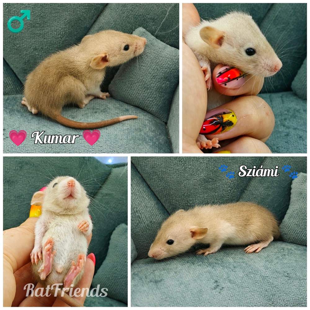 Fancy rat Available for rehoming Rattus norvegicus 