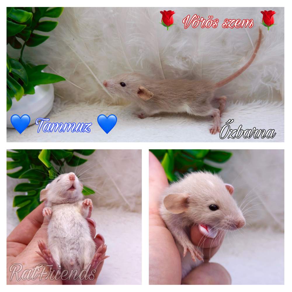 Fancy rat Available for rehoming Rattus norvegicus 