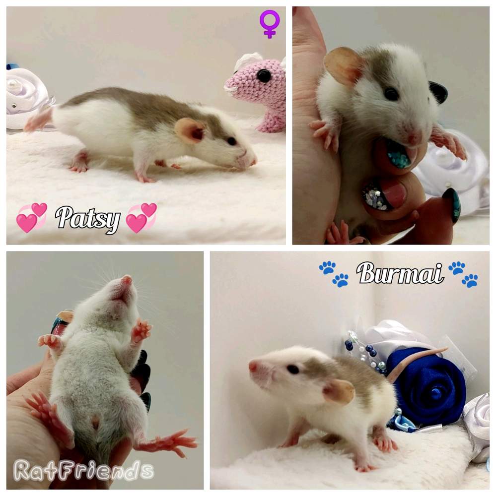 Fancy rat Owned by other Rattus norvegicus 