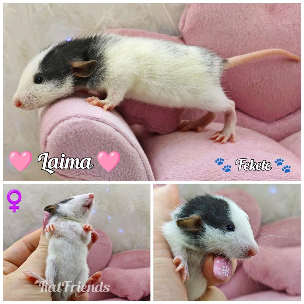 Fancy rat Available for rehoming Rattus norvegicus 