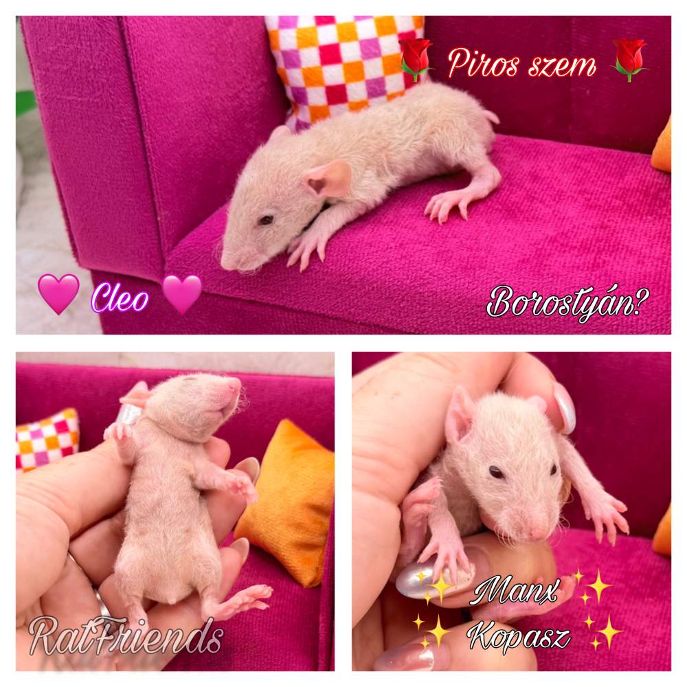 Fancy rat Breeder Rattus norvegicus 