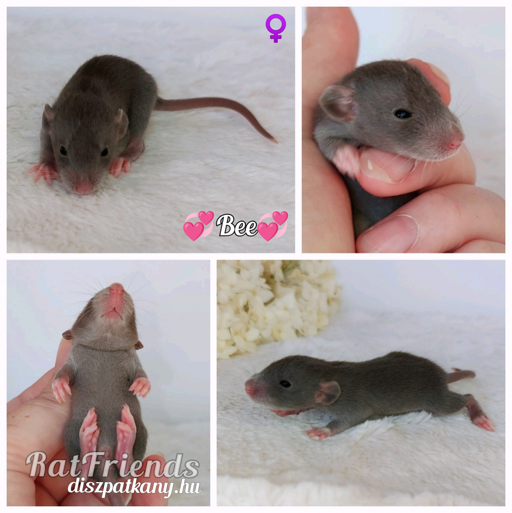 Fancy rat Owned by other Rattus norvegicus 