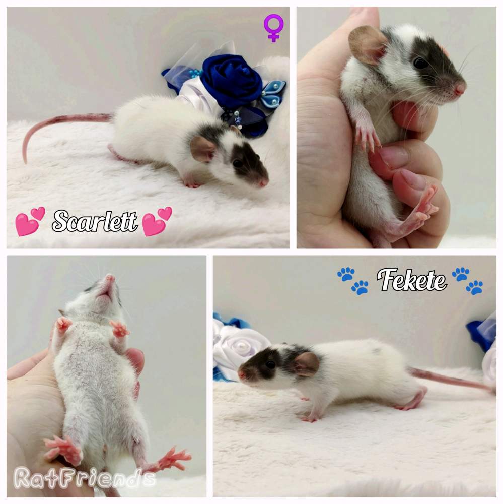 Fancy rat Owned by other Rattus norvegicus 