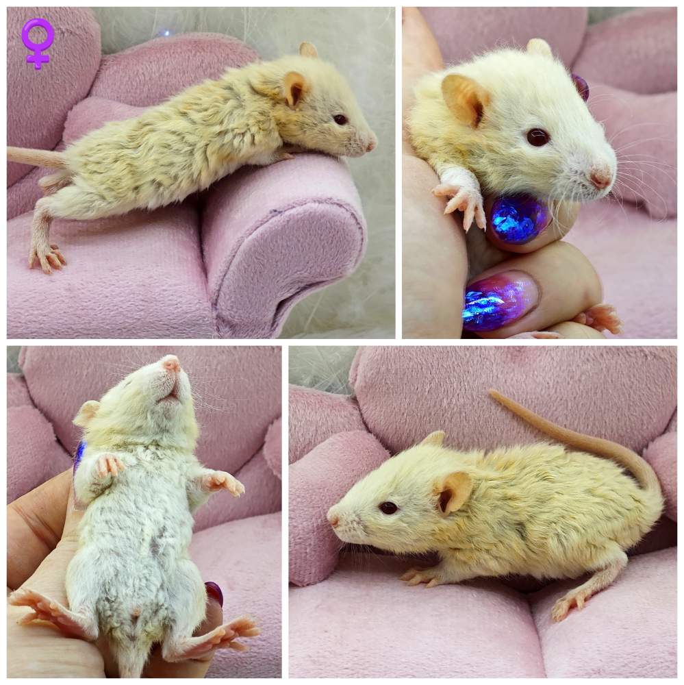 Fancy rat Breeder Rattus norvegicus 