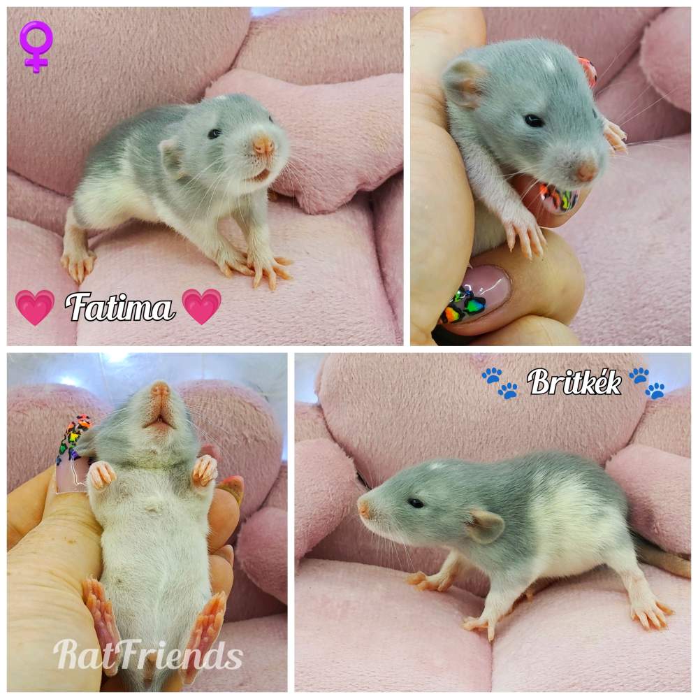 Fancy rat Owned by other Rattus norvegicus 
