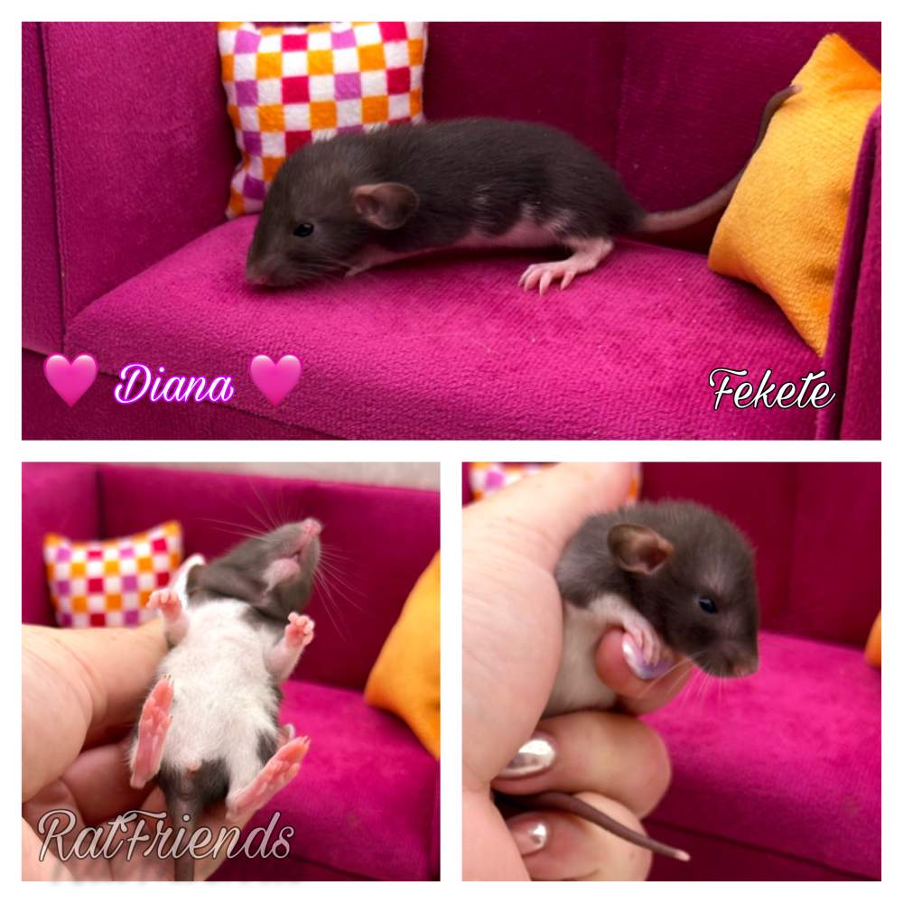 Fancy rat Available for rehoming Rattus norvegicus 