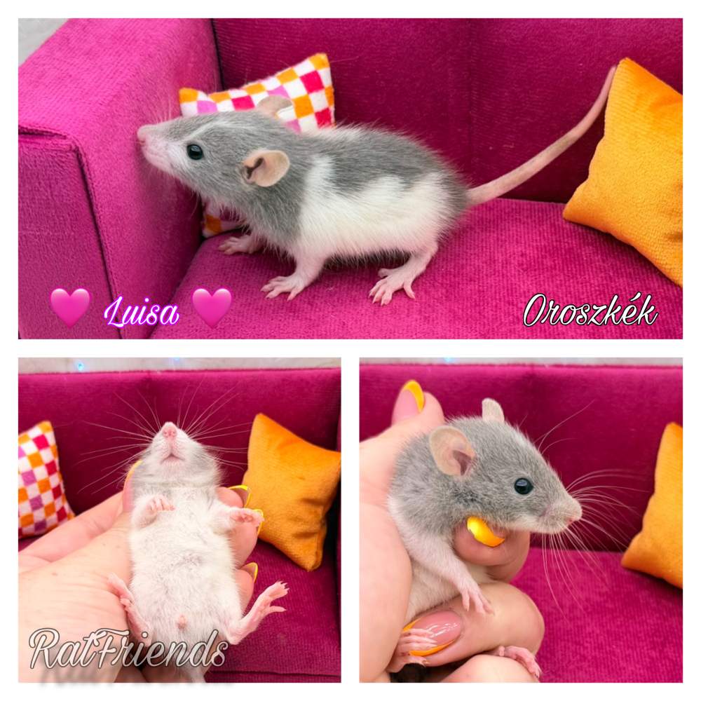 Fancy rat Breeder Rattus norvegicus 