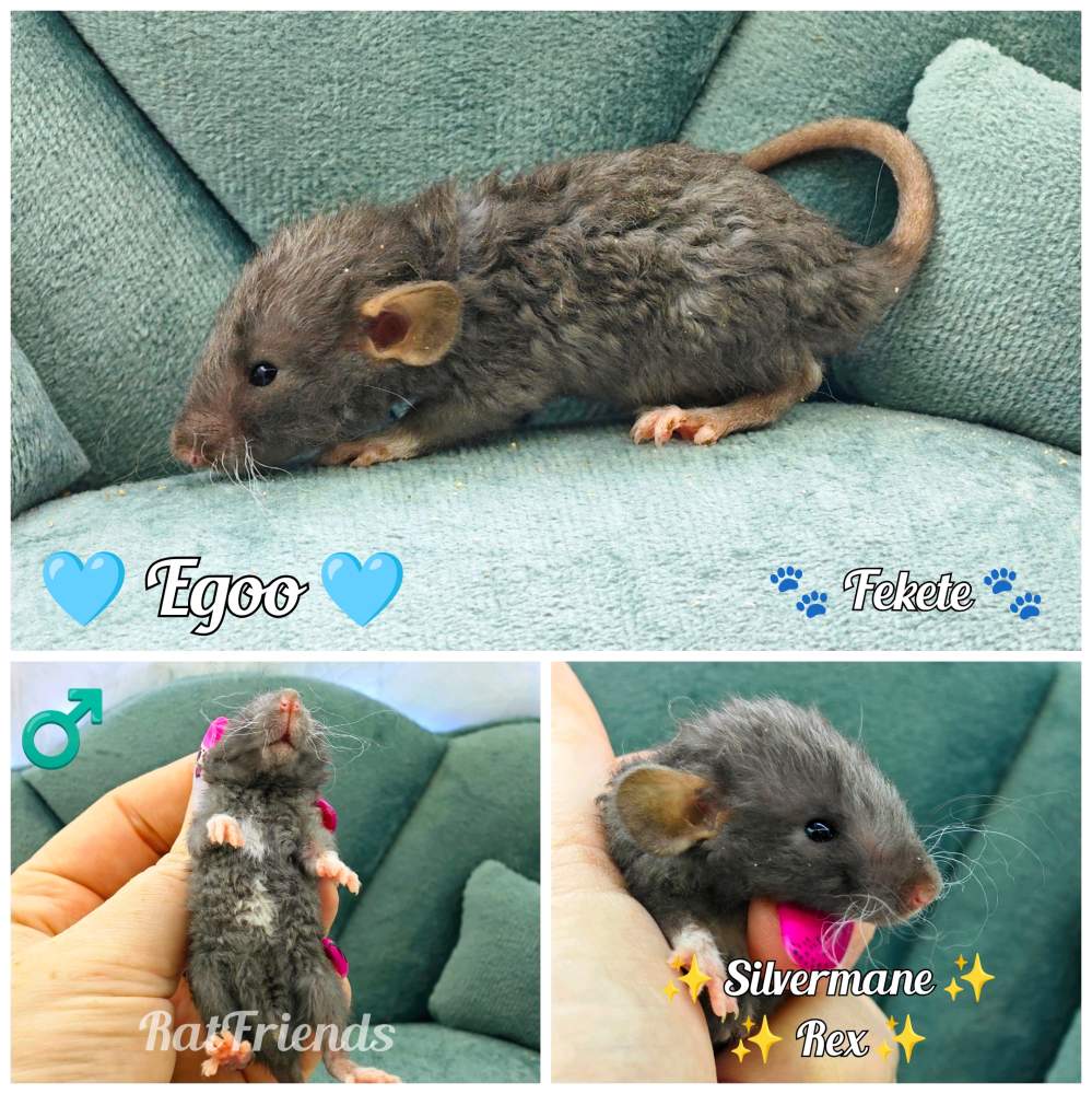 Fancy rat Available for rehoming Rattus norvegicus 