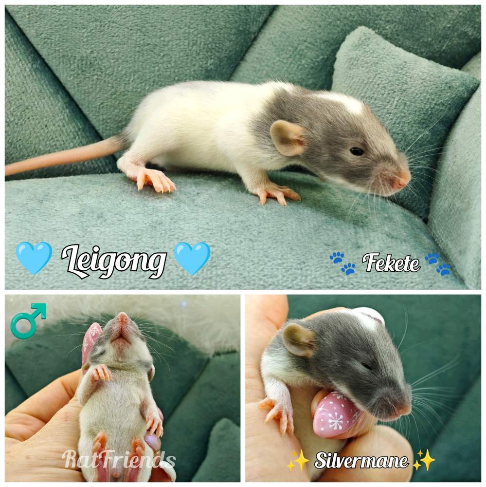Fancy rat Available for rehoming Rattus norvegicus 