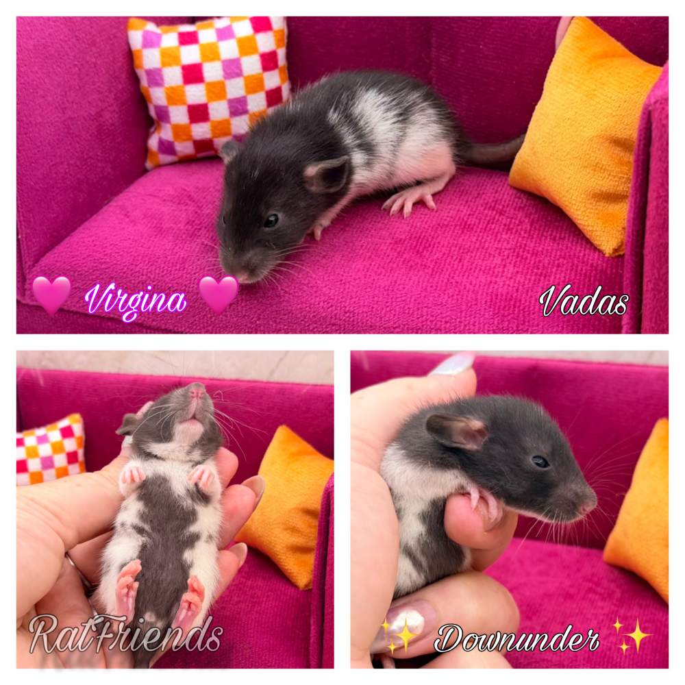 Fancy rat Breeder Rattus norvegicus 