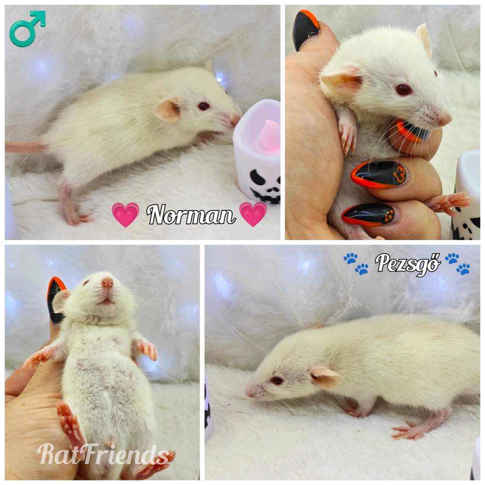 Fancy rat Owned by other Rattus norvegicus 