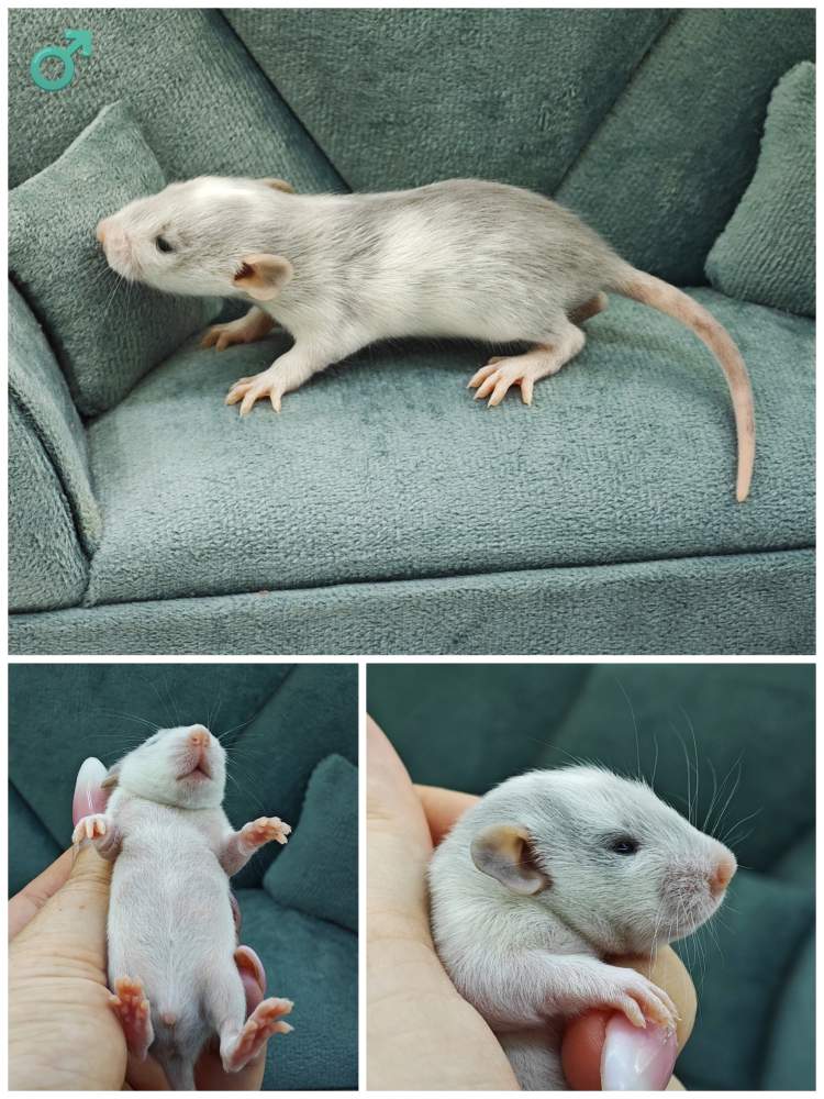 Fancy rat Breeder Rattus norvegicus 
