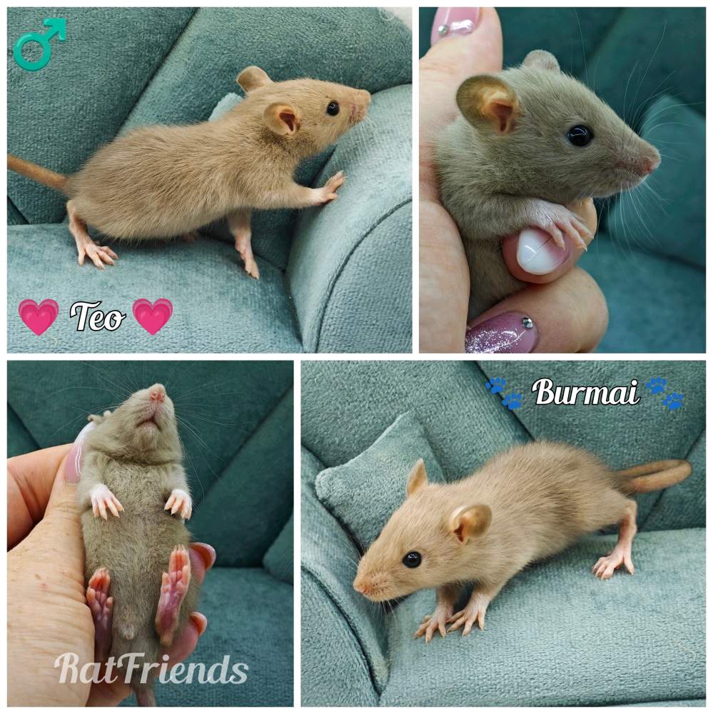 Fancy rat Rehomed Rattus norvegicus 