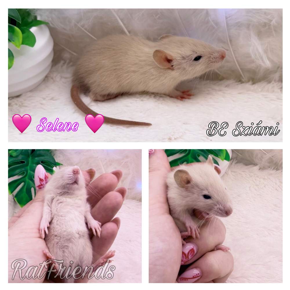 Fancy rat Available for rehoming Rattus norvegicus 
