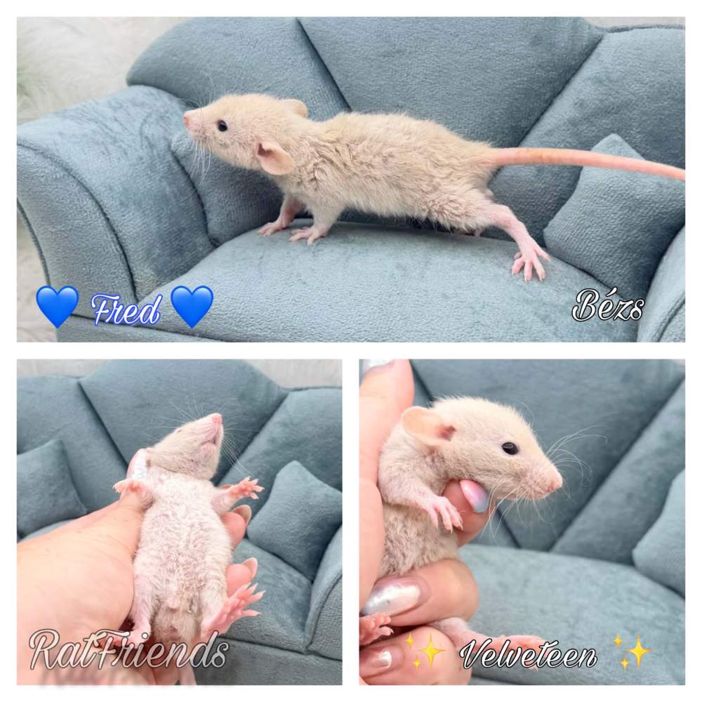 Fancy rat Available for rehoming Rattus norvegicus 