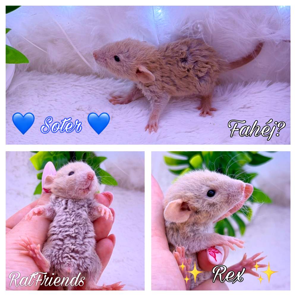 Fancy rat Available for rehoming Rattus norvegicus 