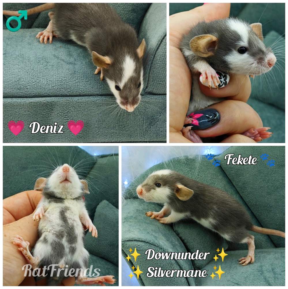 Fancy rat Breeder Rattus norvegicus 