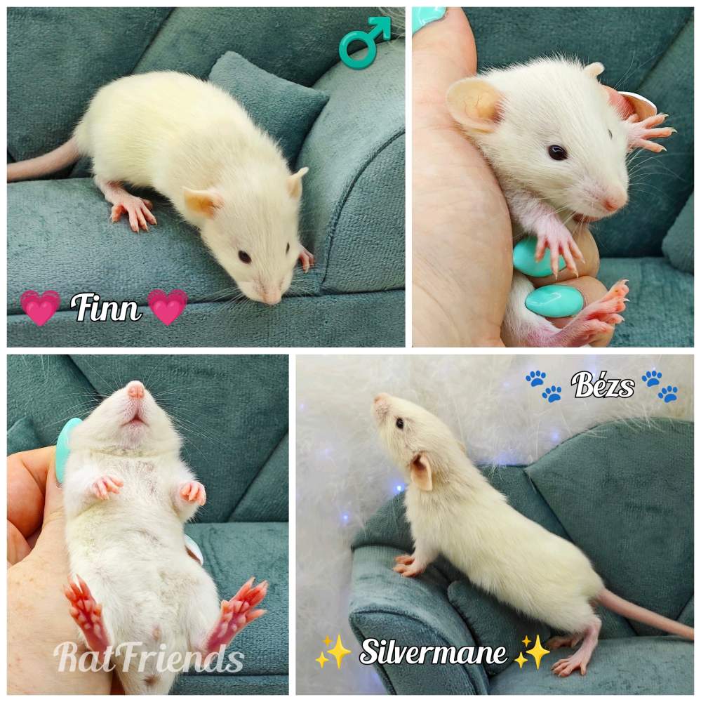 Fancy rat Rehomed Rattus norvegicus 