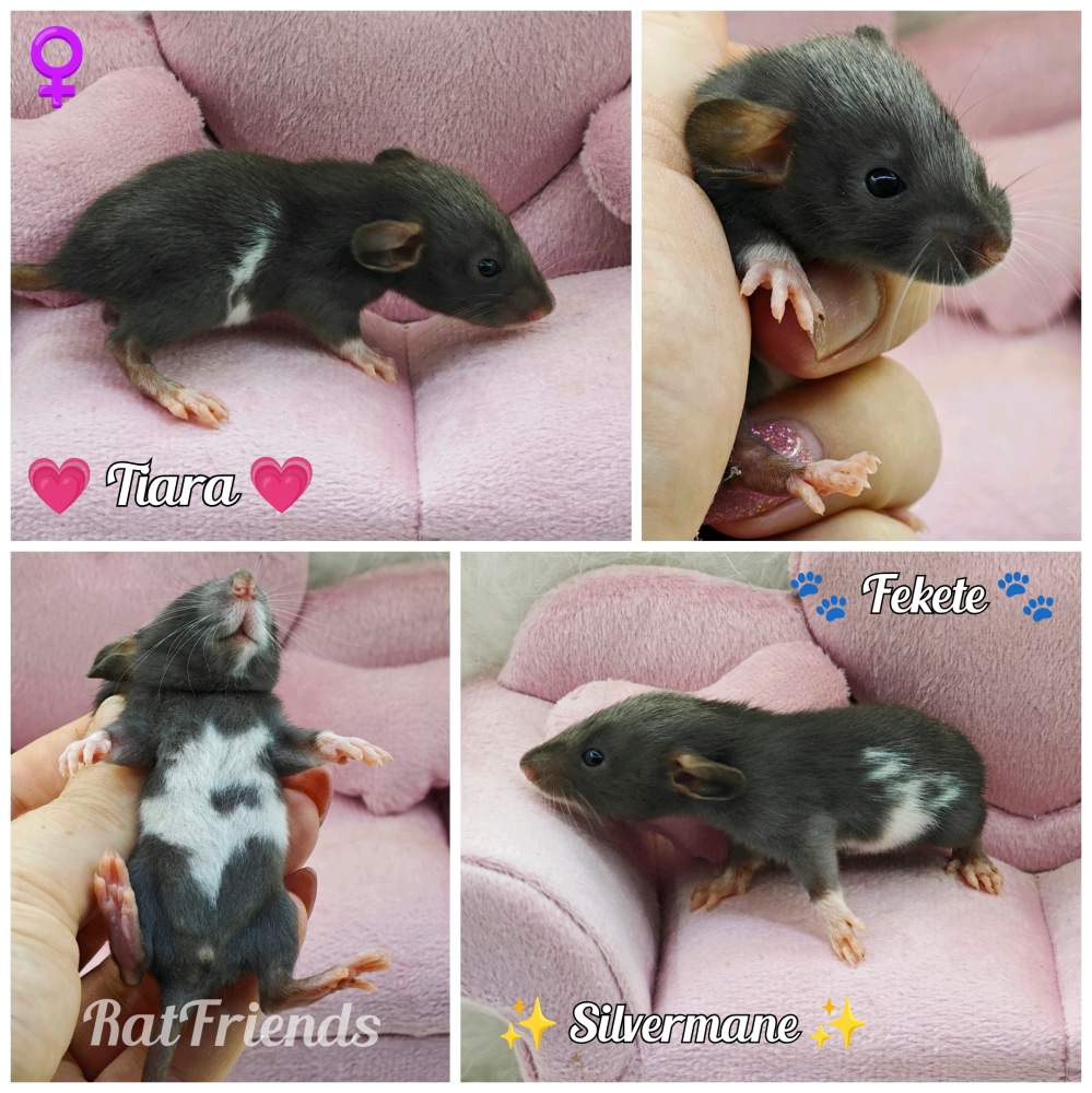 Fancy rat Breeder Rattus norvegicus 