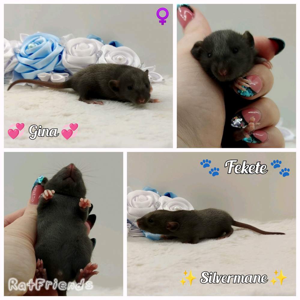 Fancy rat Breeder Rattus norvegicus 