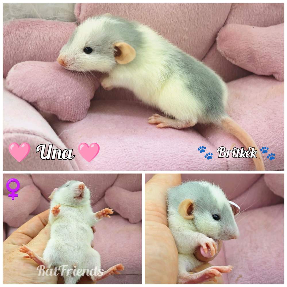 Fancy rat Breeder Rattus norvegicus 