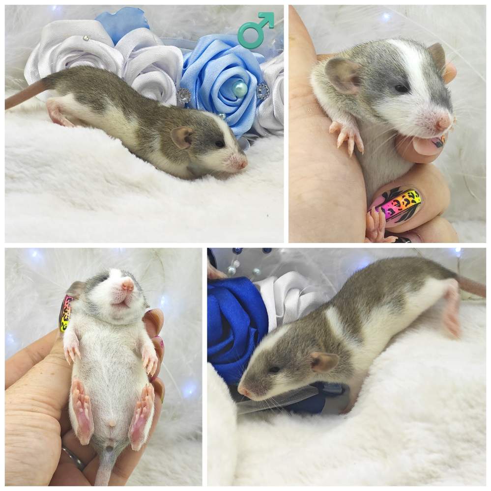 Fancy rat Breeder Rattus norvegicus 
