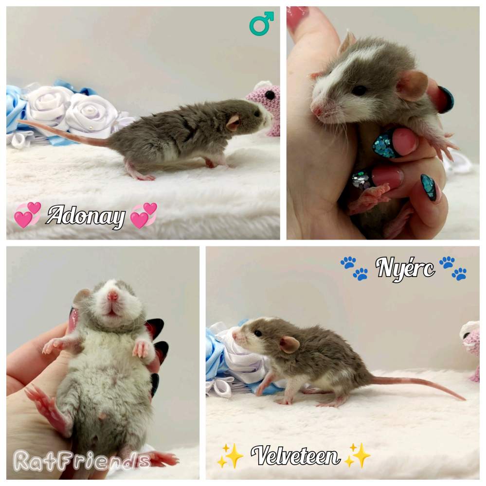 Fancy rat Rehomed Rattus norvegicus 