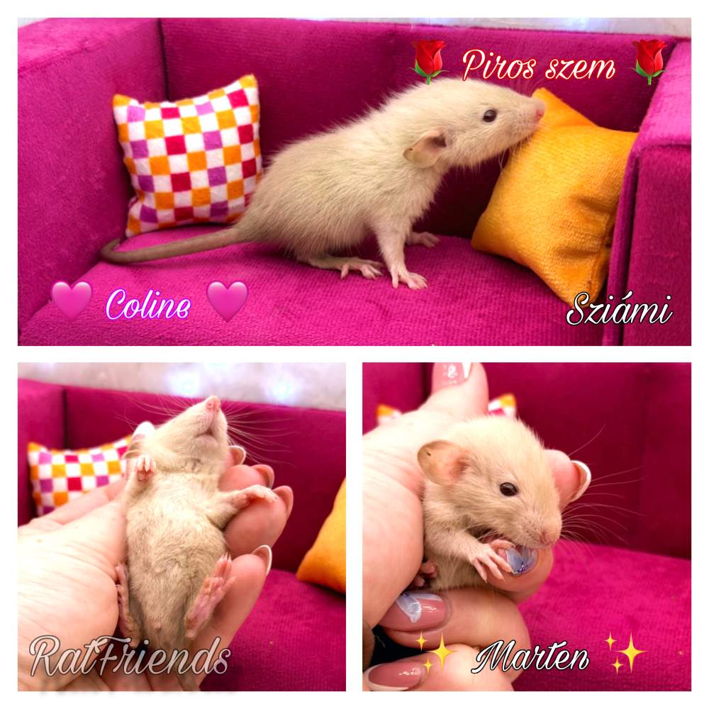 Fancy rat Available for rehoming Rattus norvegicus 