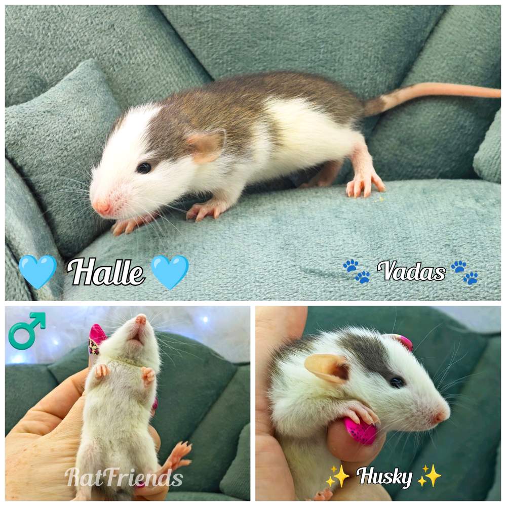 Fancy rat Available for rehoming Rattus norvegicus 