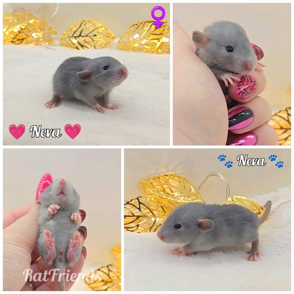 Fancy rat Owned by other Rattus norvegicus 
