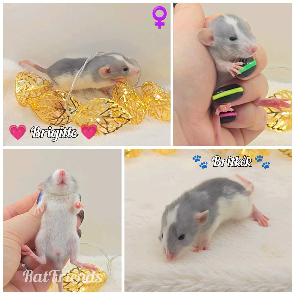 Fancy rat Owned by other Rattus norvegicus 