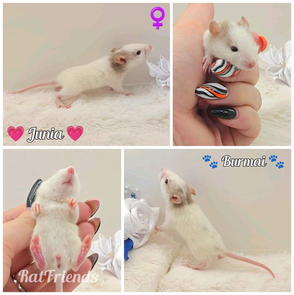 Fancy rat Rehomed Rattus norvegicus 